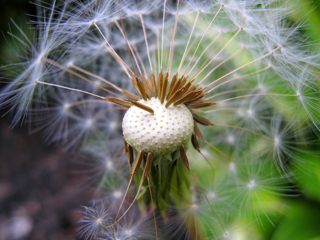 Image - seed head dandelion plant nature