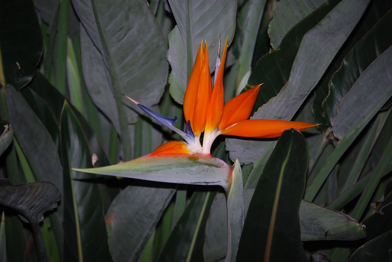 Image - parrot flower caudata blossom bloom