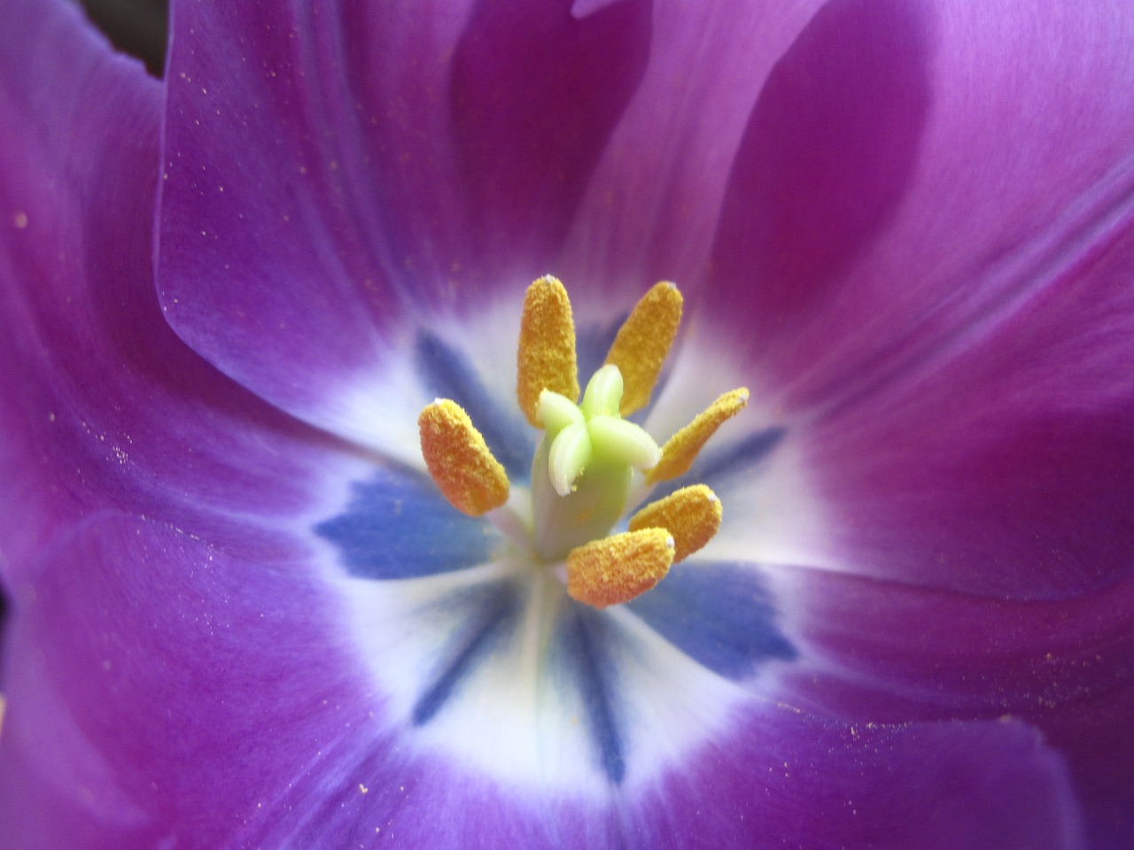 Image - tulip stamen flower plant purple