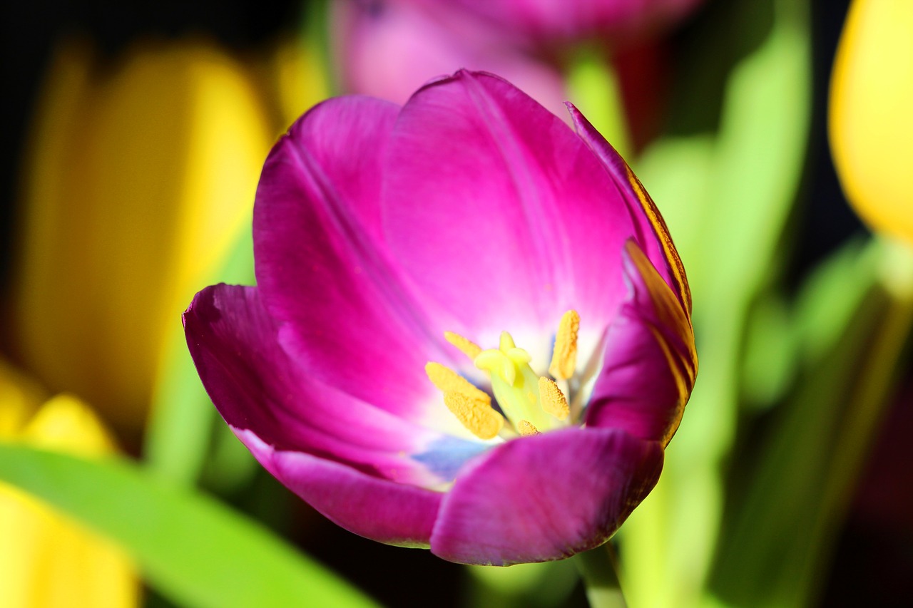 Image - tulip spring easter flower purple