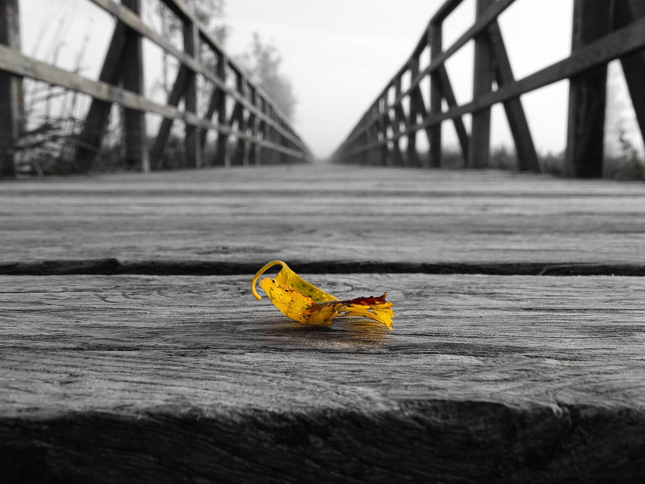 Image - leaf web black white yellow sheet