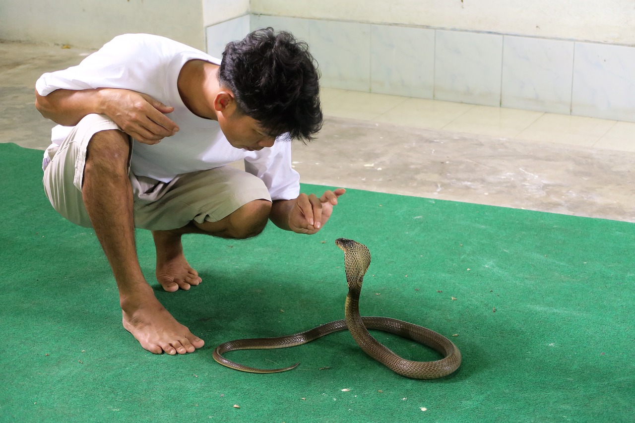 Image - snake trainer cobra dangerous