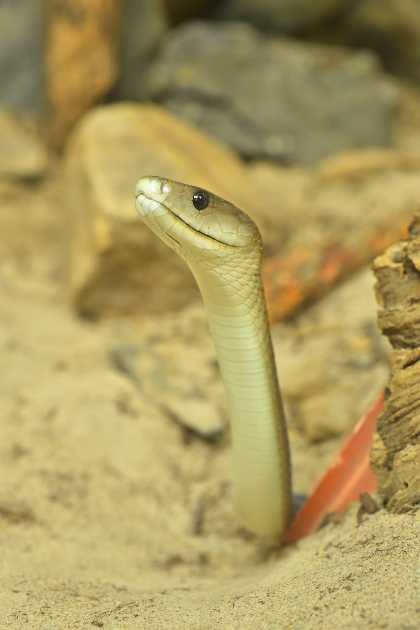 Image - black mamba dendroaspis polylepis
