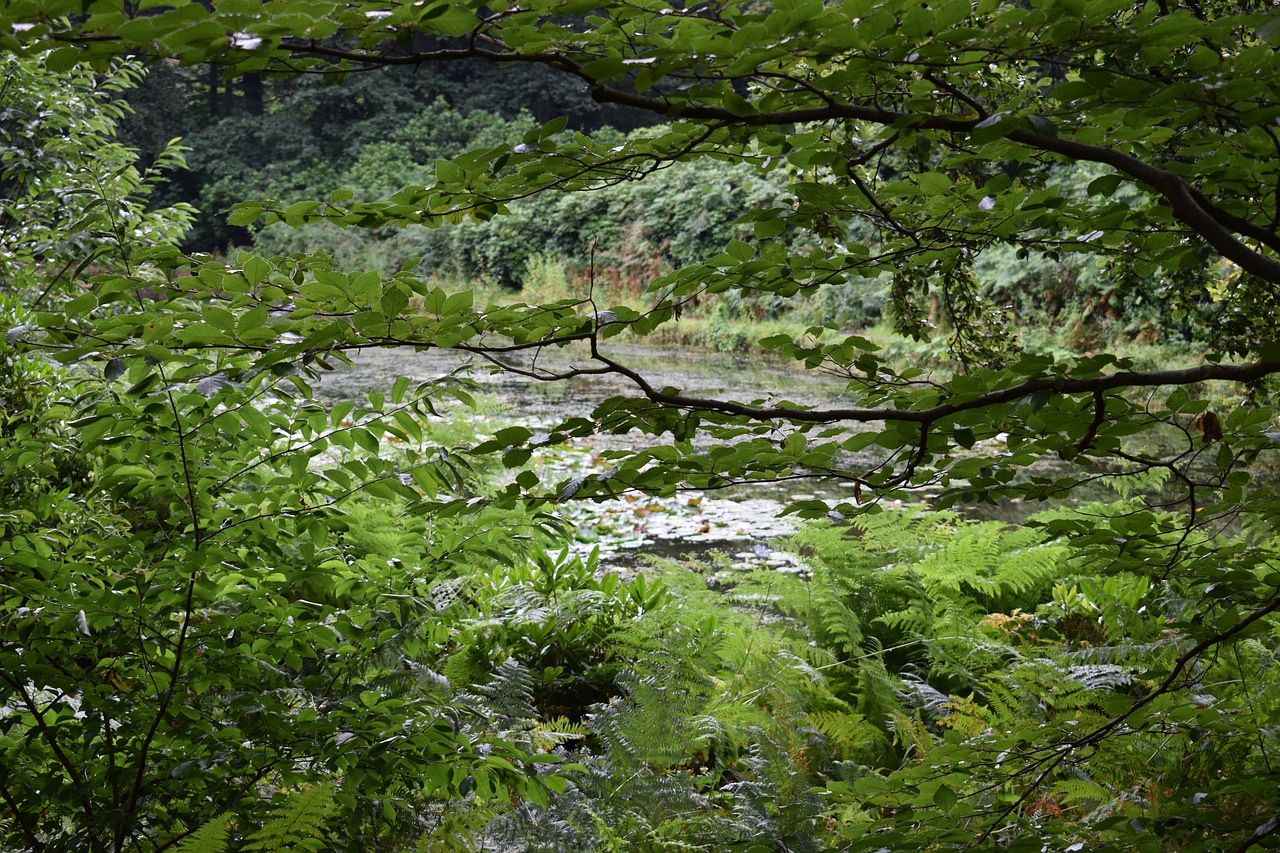 Image - green water nature forest tilburg