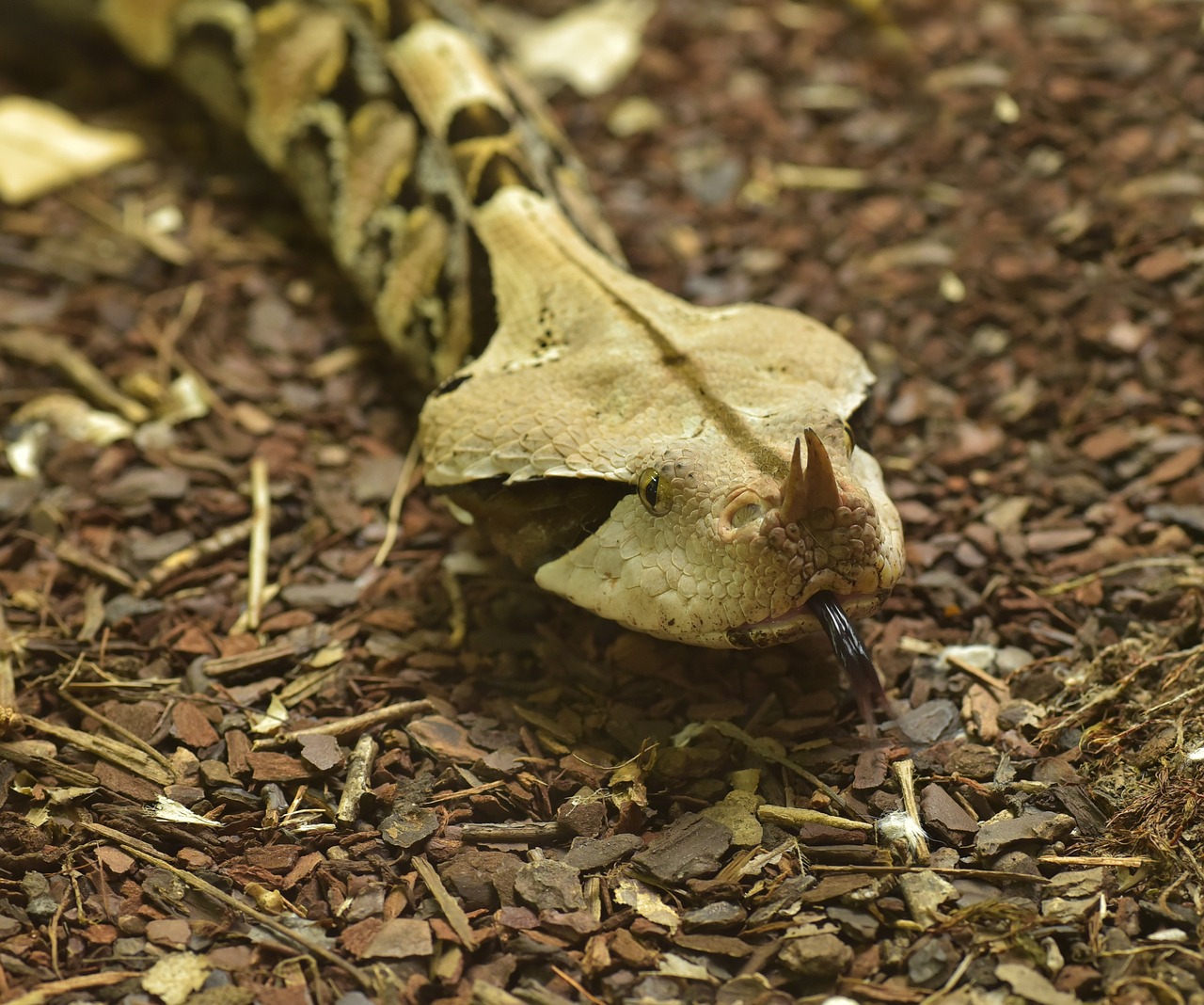 Image - gabon viper bitis gabonica snake