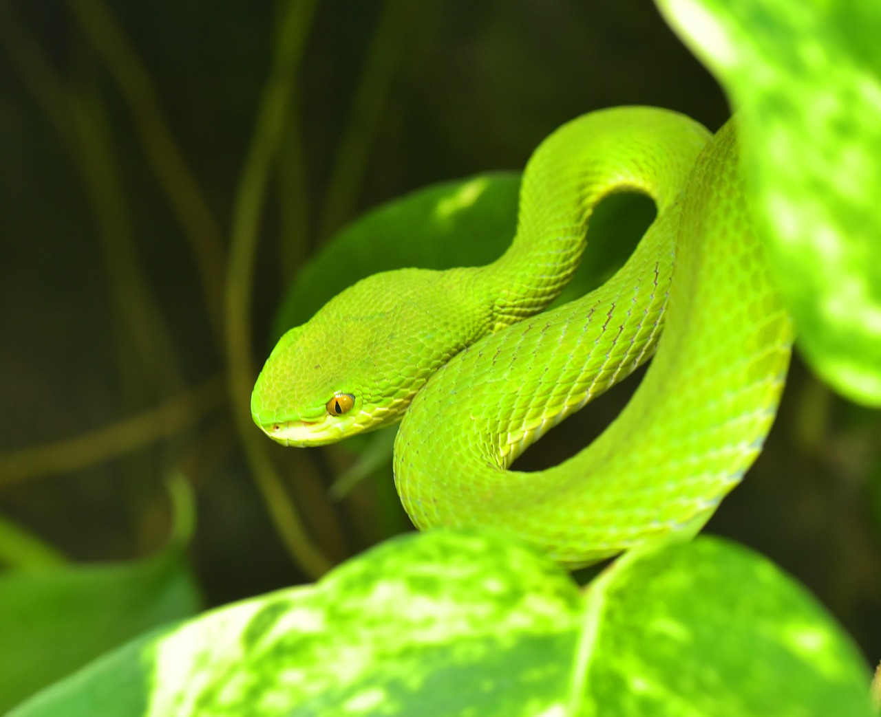 Image - green buschviper atheris squamigera