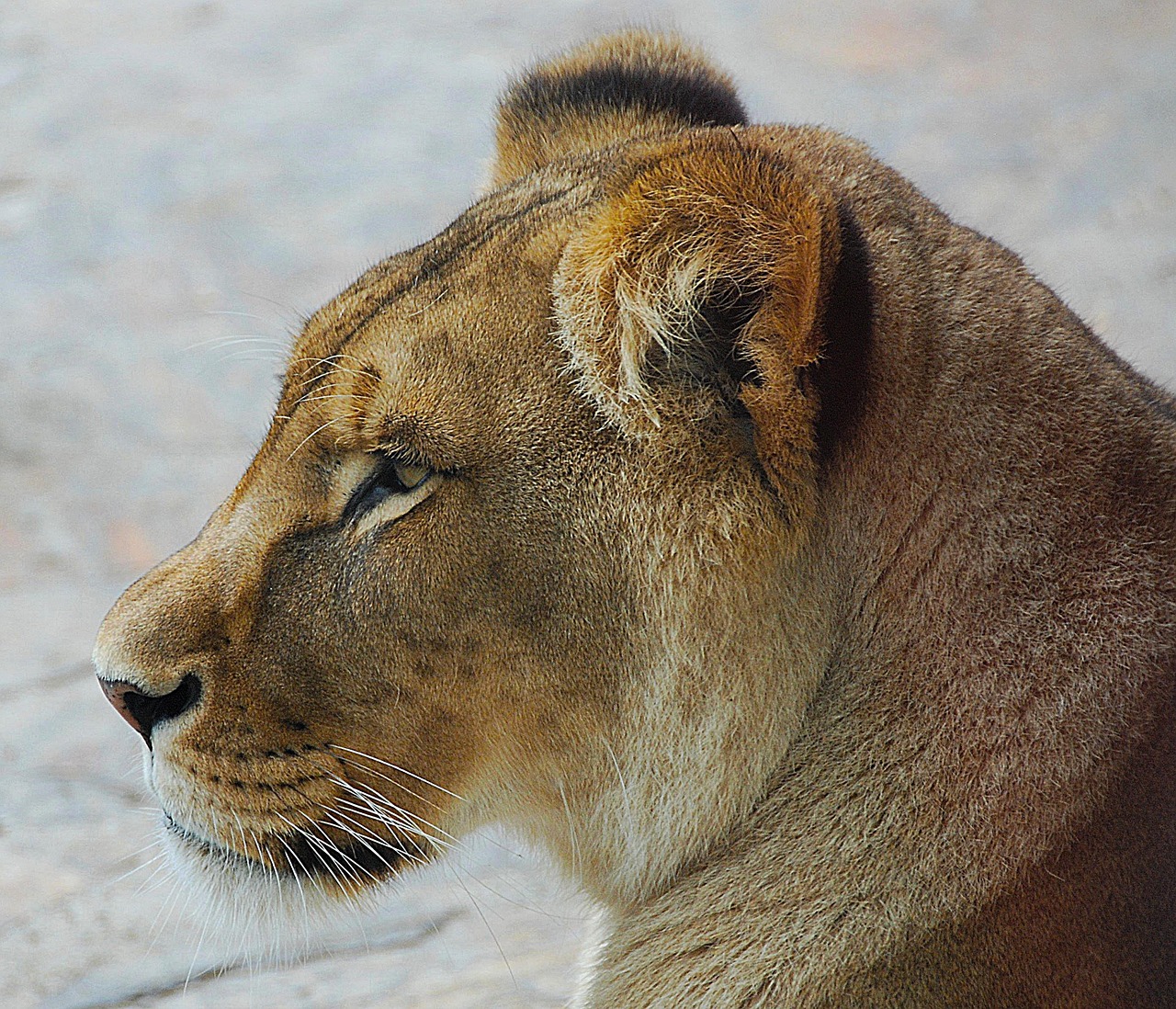 Image - lion close zoo cat portrait
