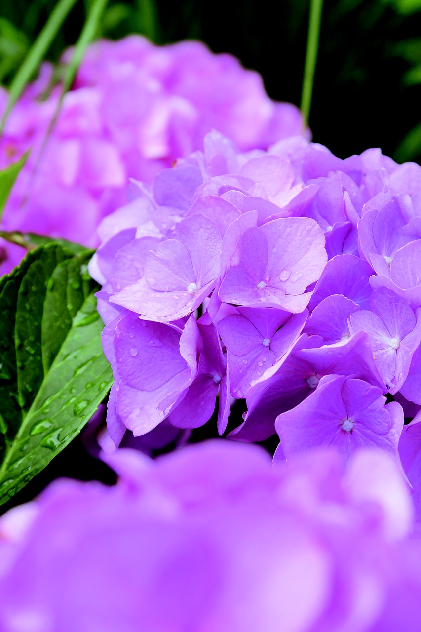 Image - flower bloem hydrangea hortensia