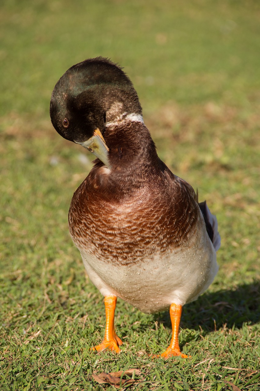 Image - duck preening feathers bird beak