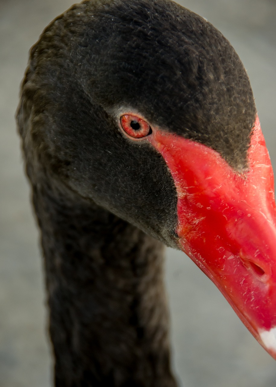 Image - swan black swan red beak face eye