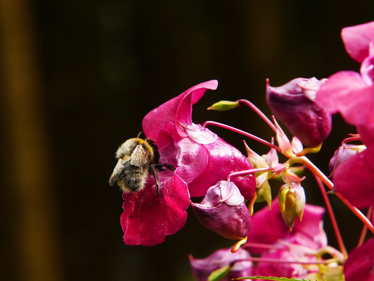 Image - indian springkraut himalayan balsam