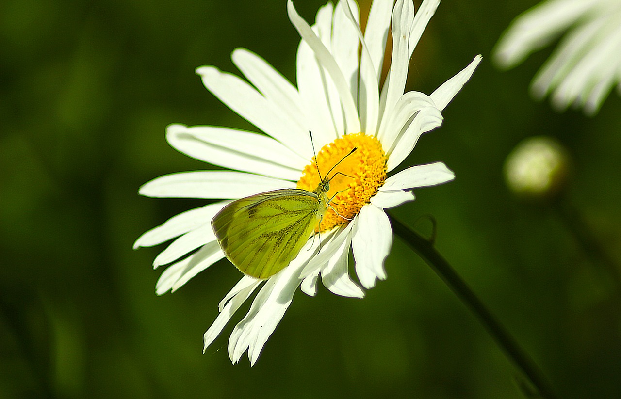 Image - flower butterfly macro daisy