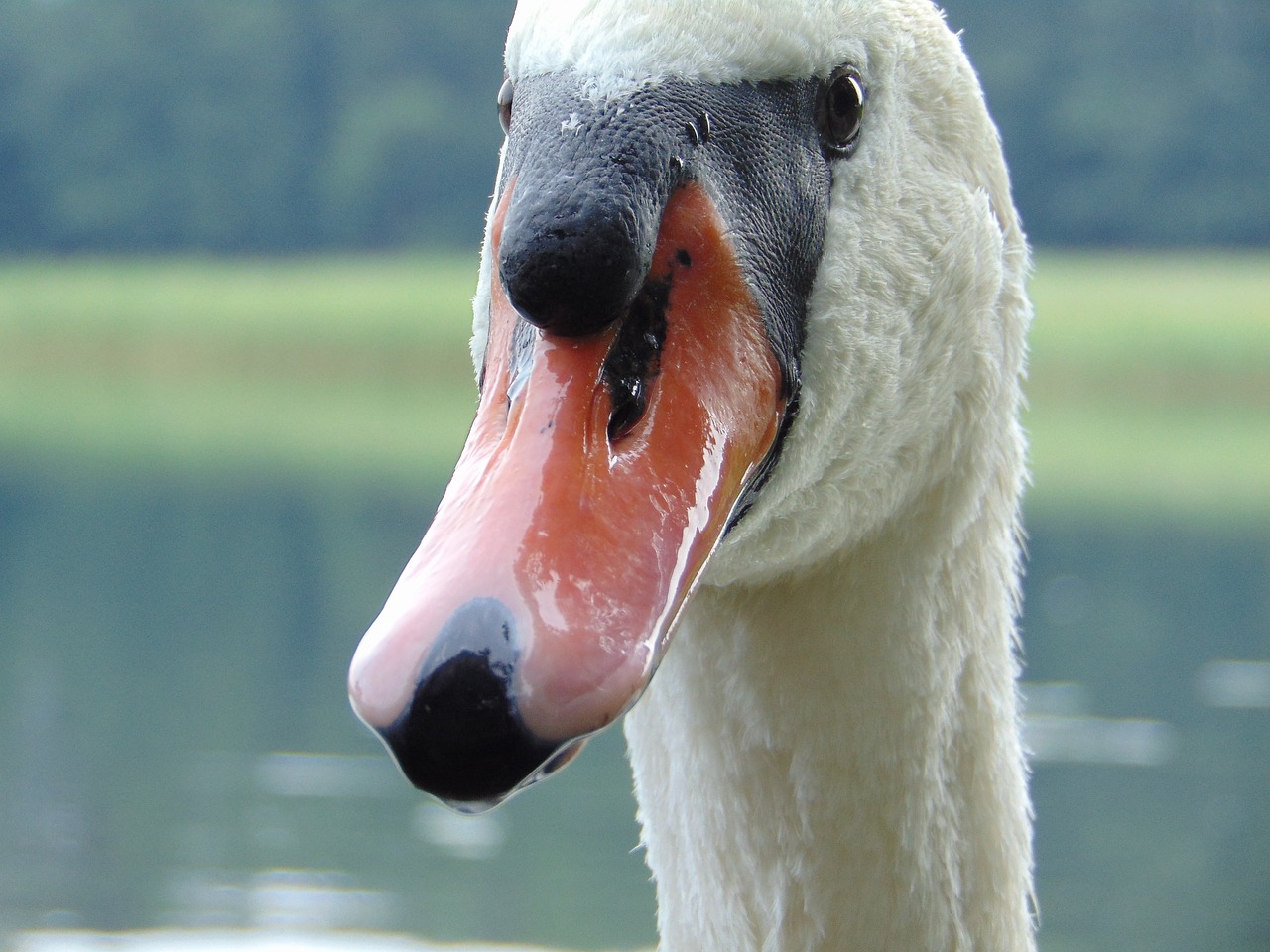 Image - swan beak closeup water bird