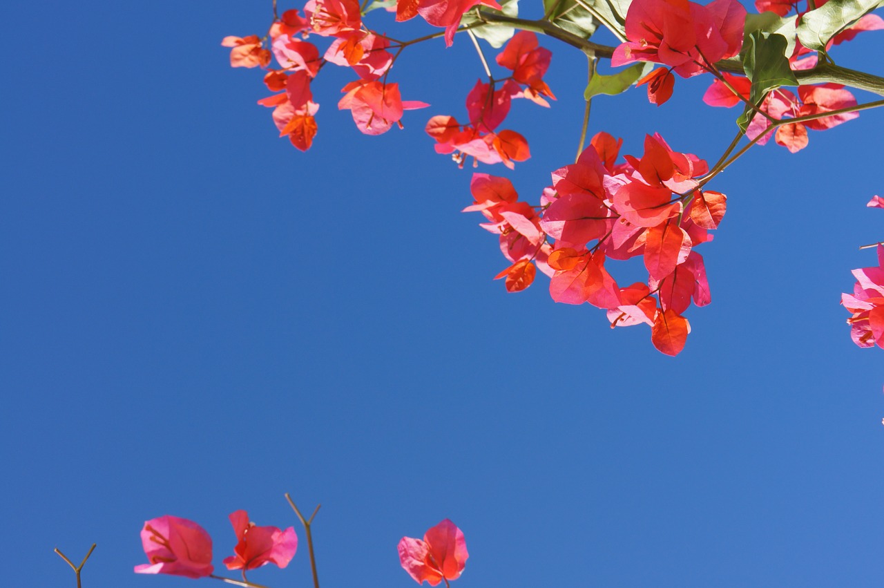 Image - bougainville summer flowers