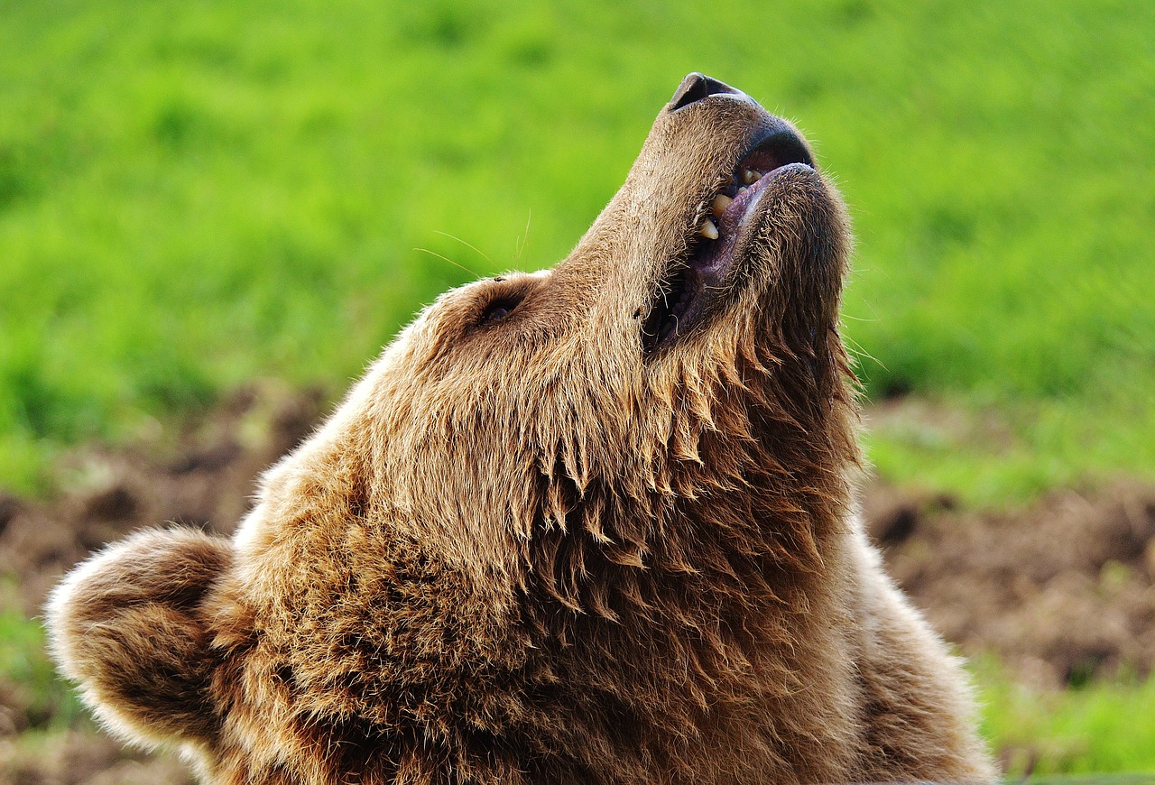 Image - european brown bear wild animal bear