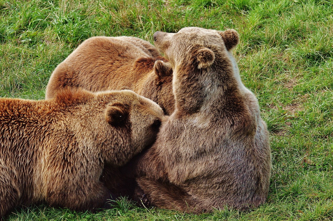 Image - european brown bear suckle