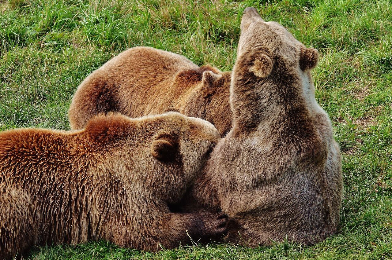 Image - european brown bear suckle