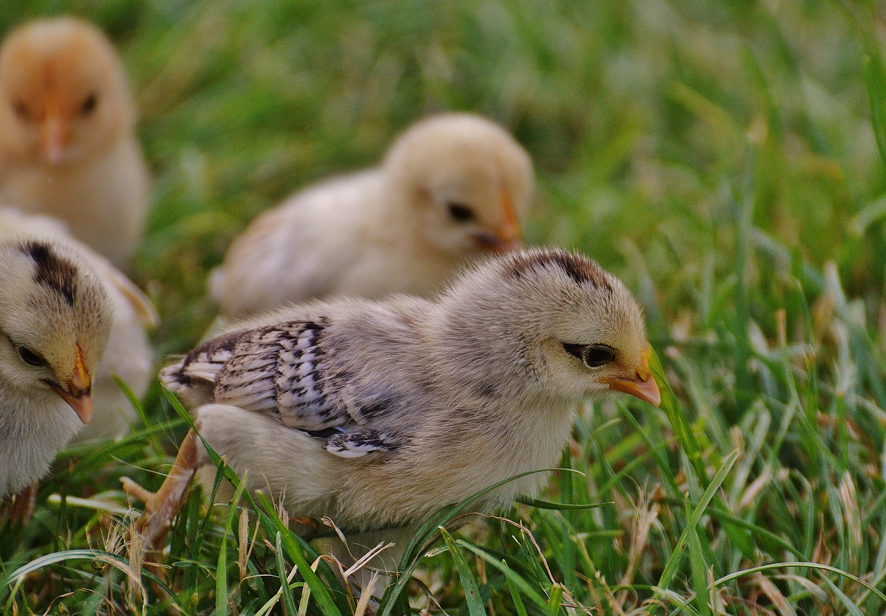 Image - chicks chicken small poultry