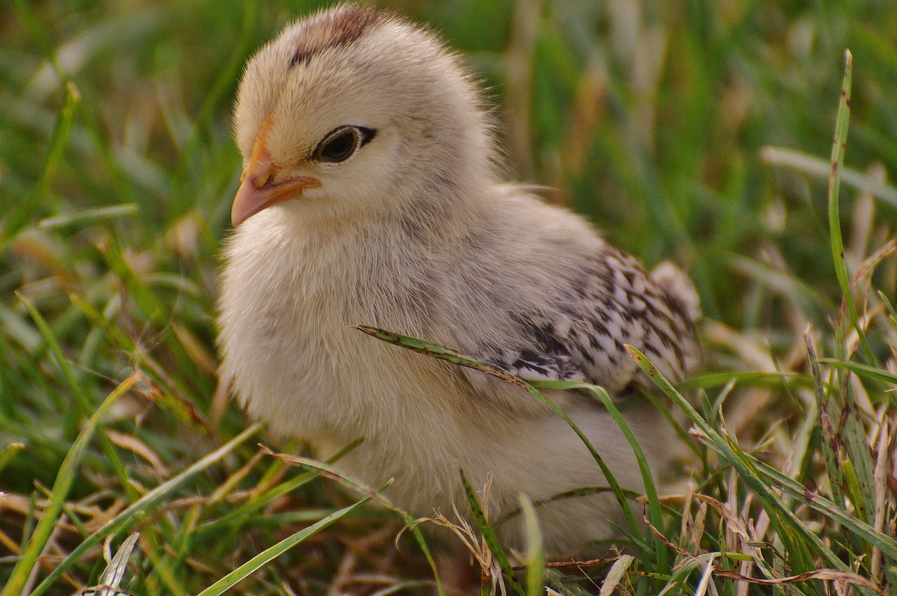 Image - chicks chicken small poultry