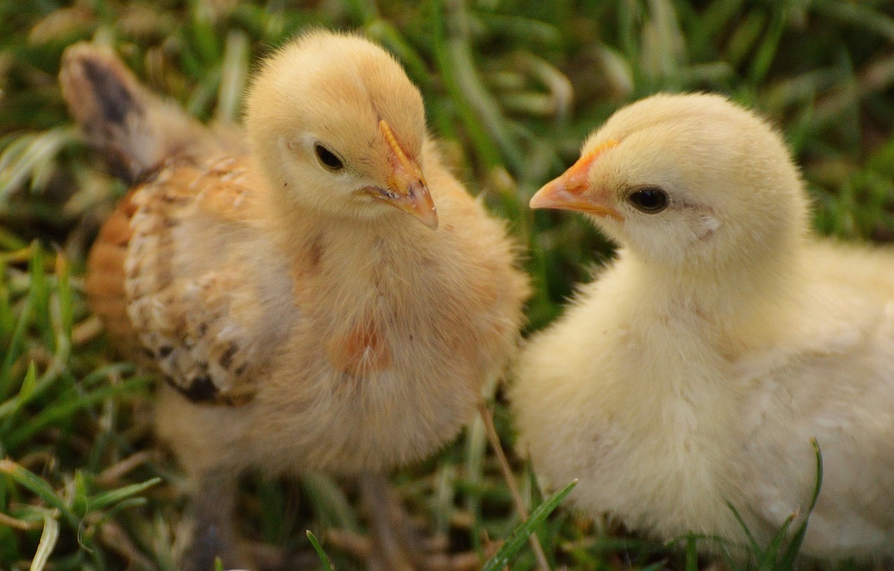 Image - chicks chicken small poultry