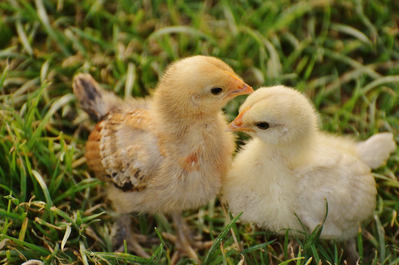 Image - chicks chicken small poultry