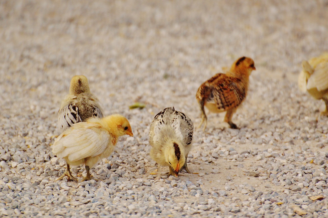 Image - chicks chicken small poultry