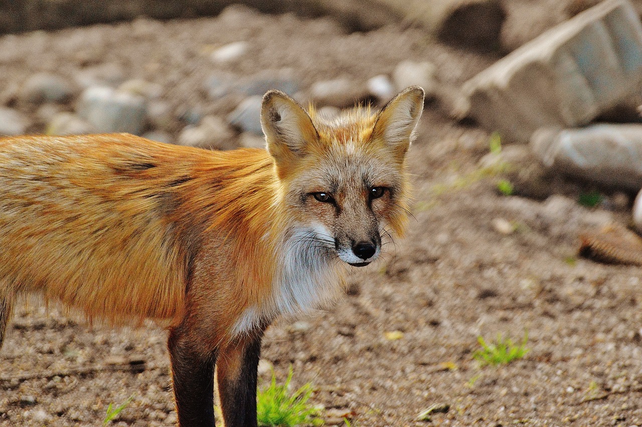 Image - fuchs wild animal predator