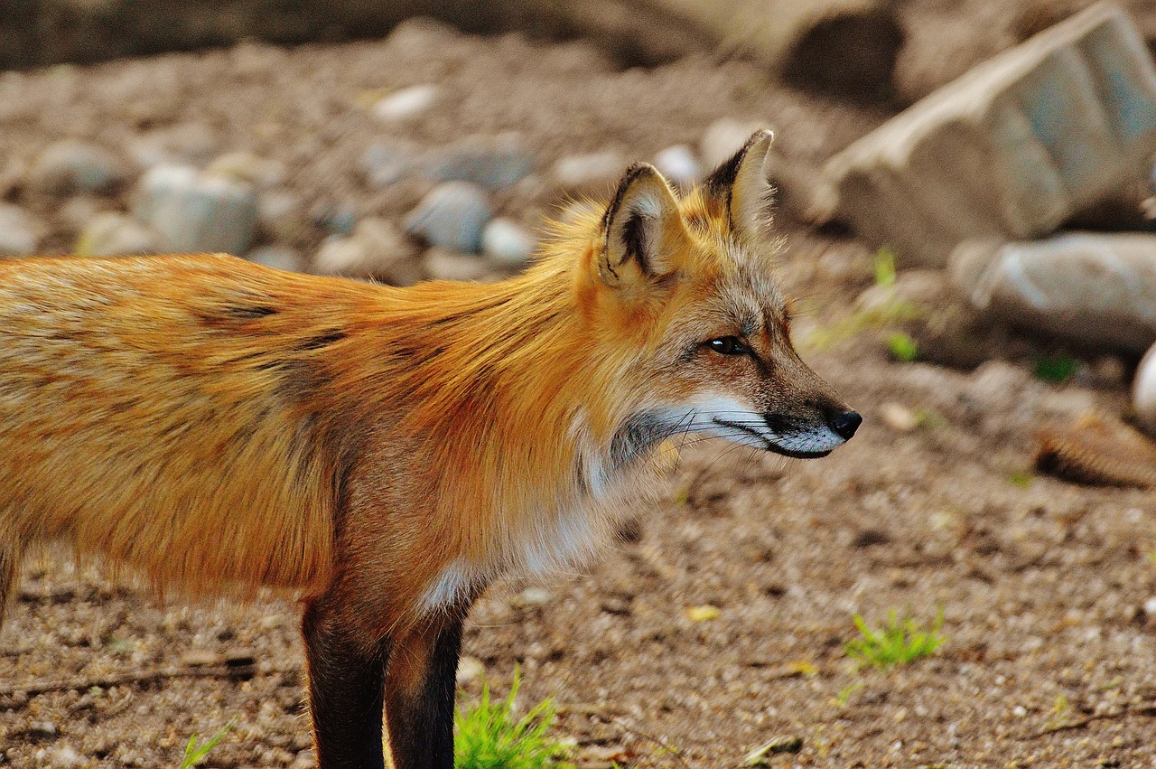 Image - fuchs wild animal predator