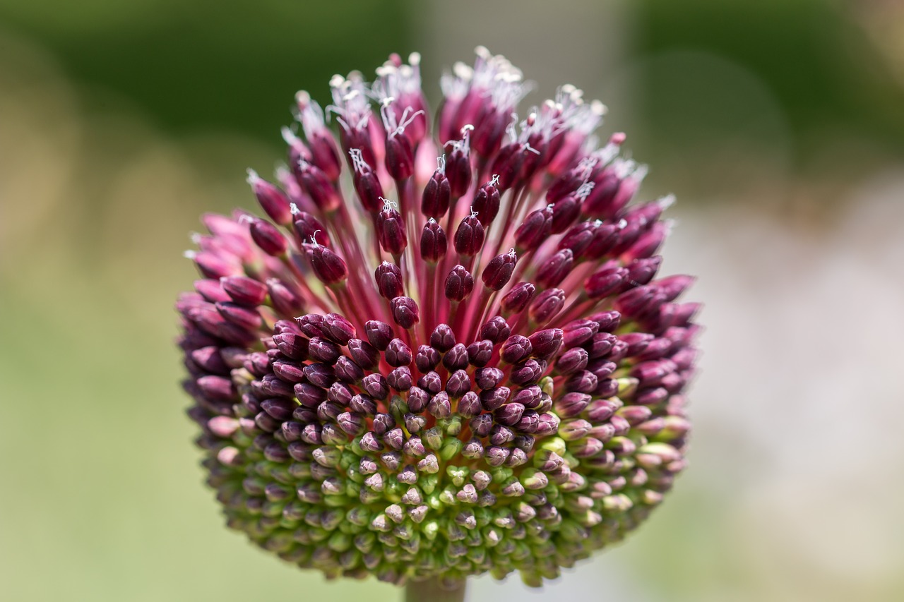 Image - flower garden flora summer pink