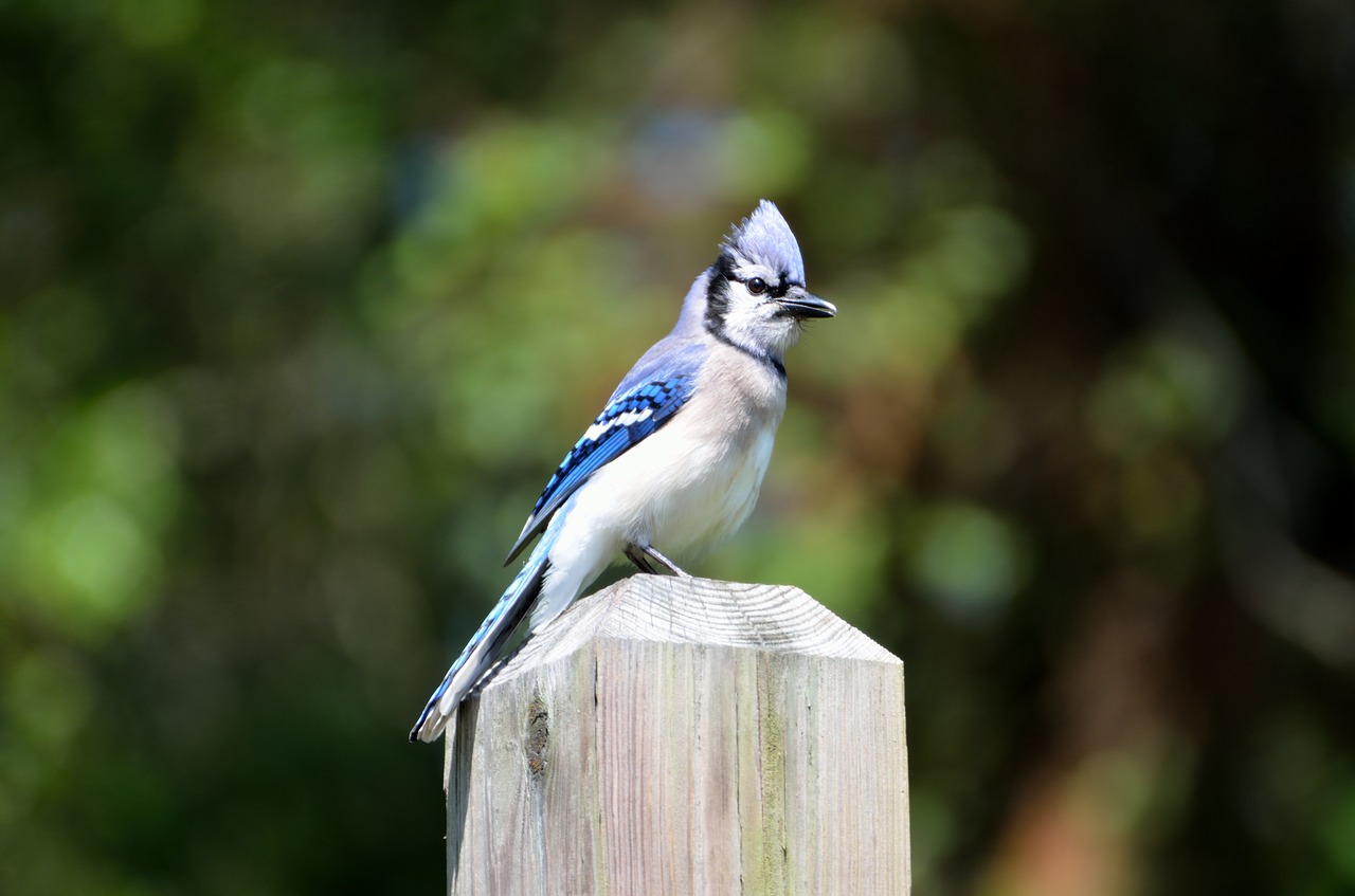 Image - blue jay bird avian nature