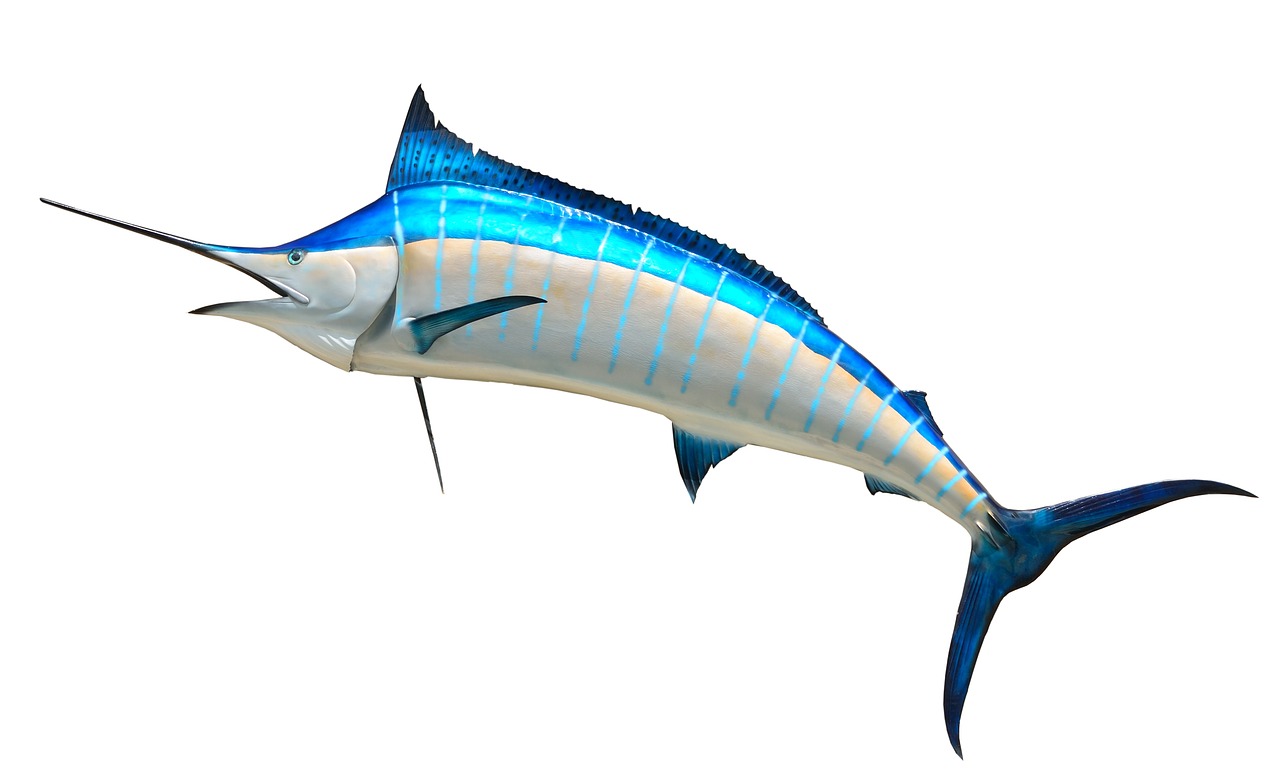 Image - blue marlin taxidermy fish fishing