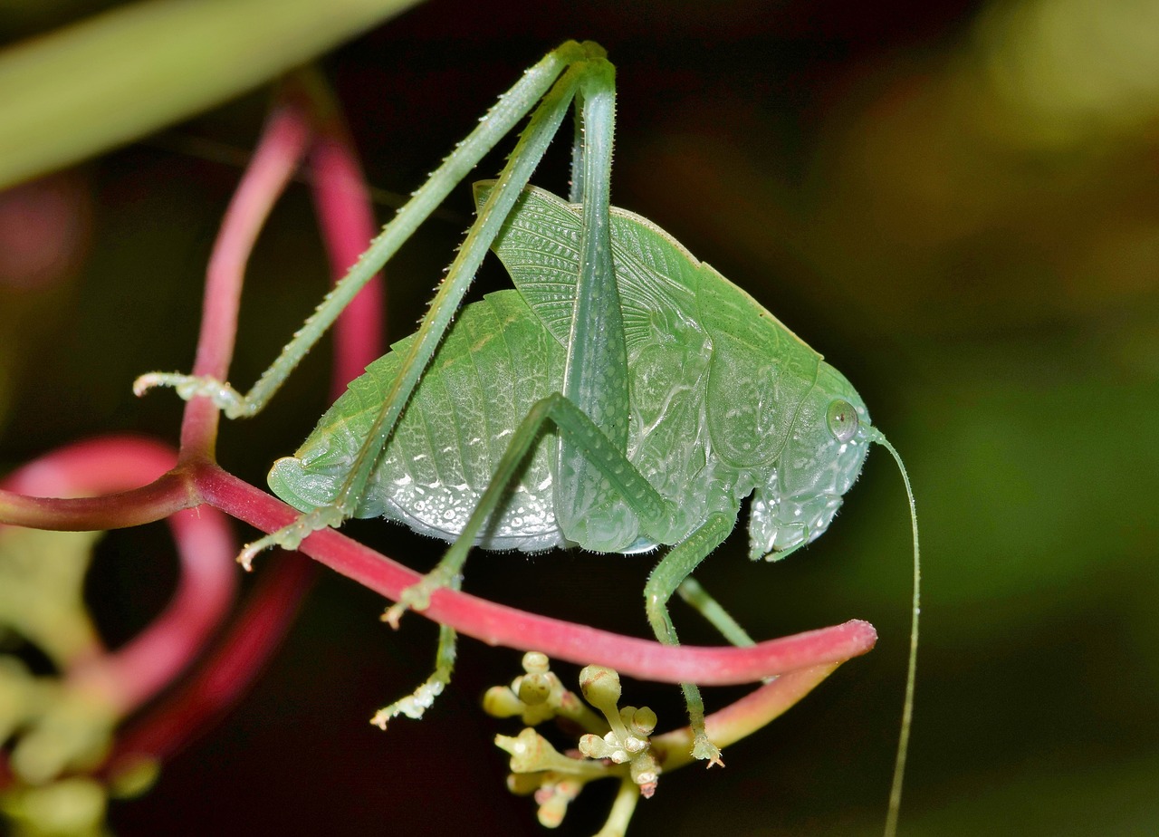 Image - grasshopper katydid nymph