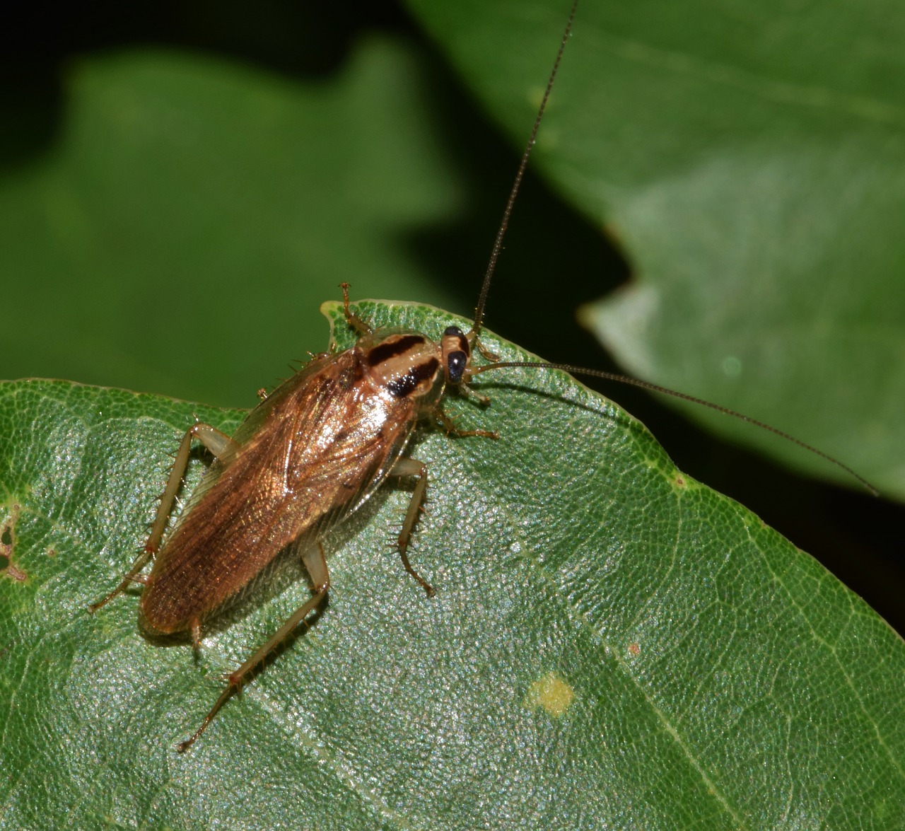 Image - cockroach roach german cockroach