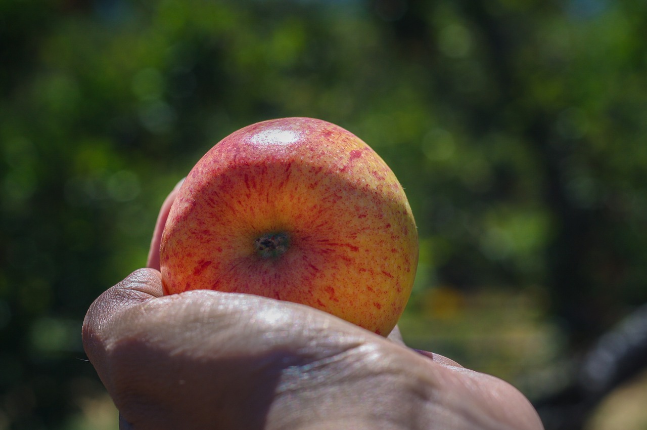 Image - apple gala fruit red food fresh