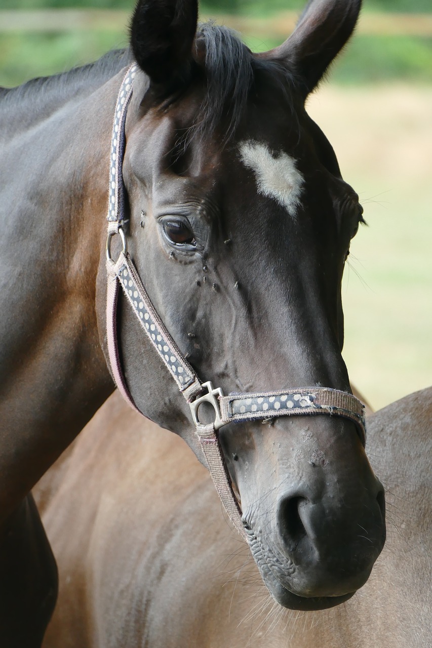 Image - horse head horse head