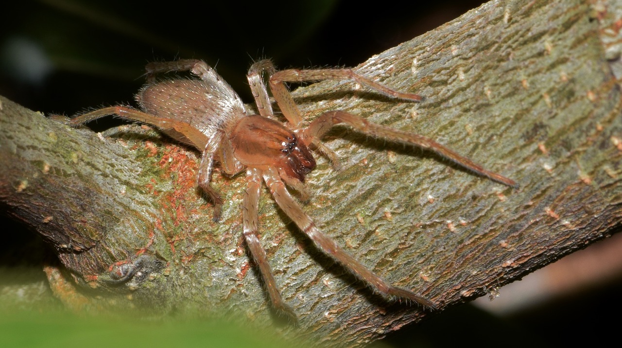 Image - spider sac spider yellow sac spider