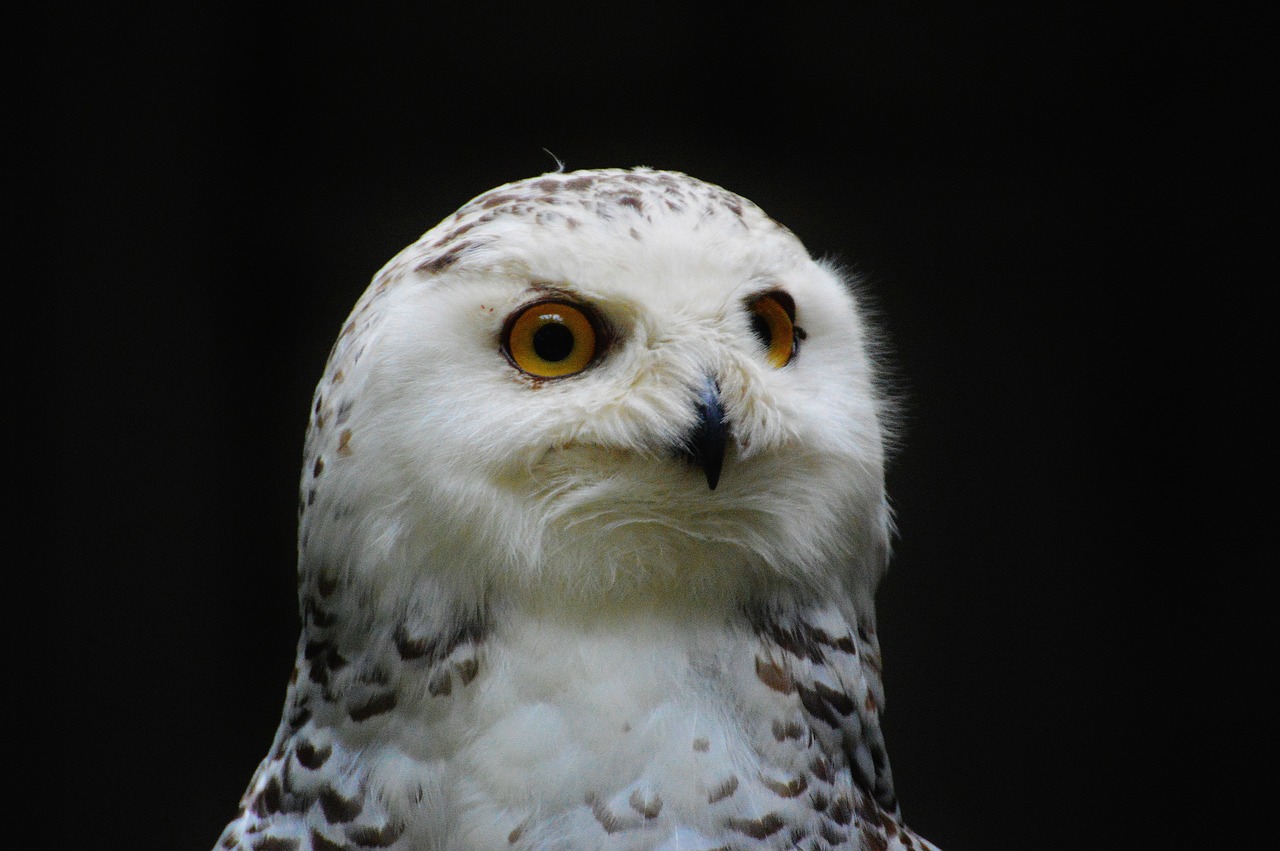 Image - snowy owl bubo scandiacus bird