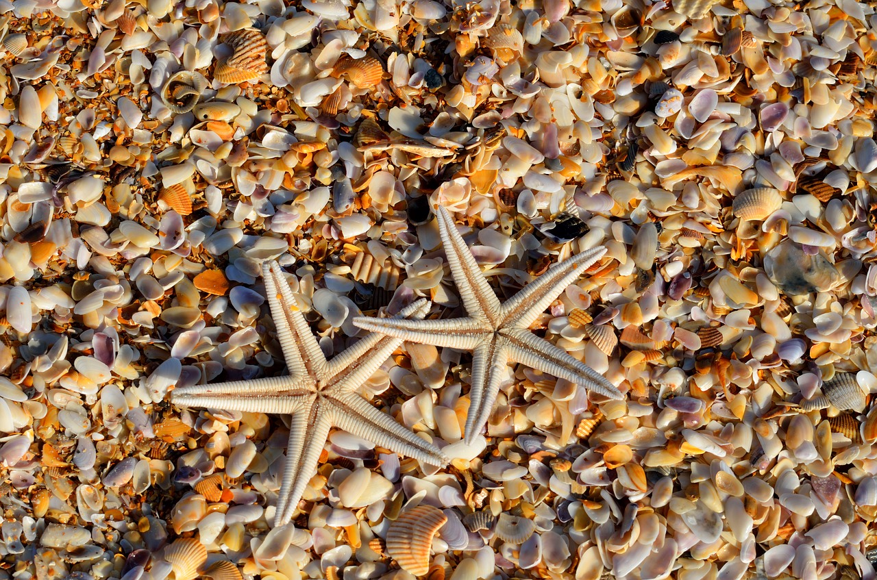 Image - starfish sea life animal coral