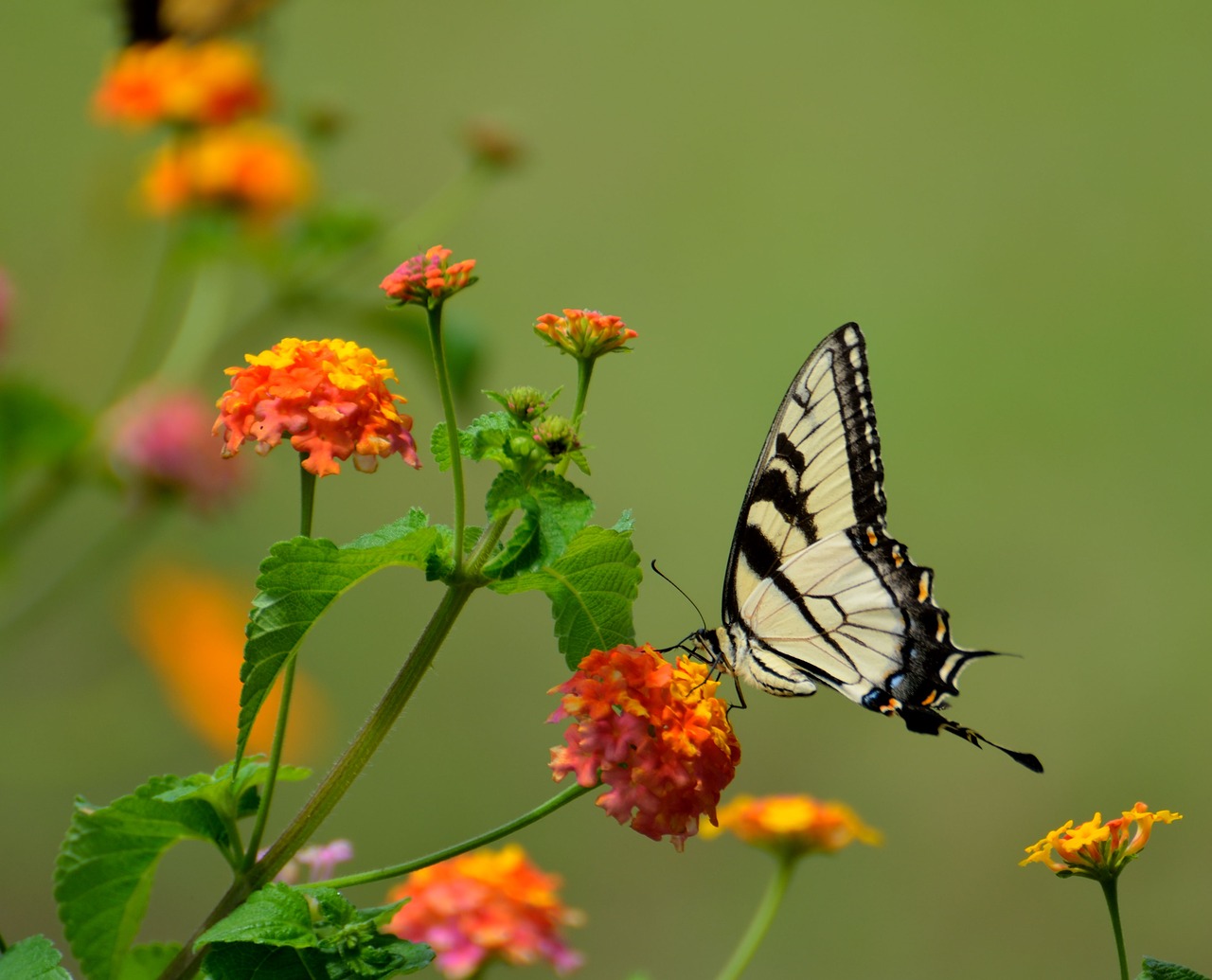 Image - swallow tail butterfly insect black