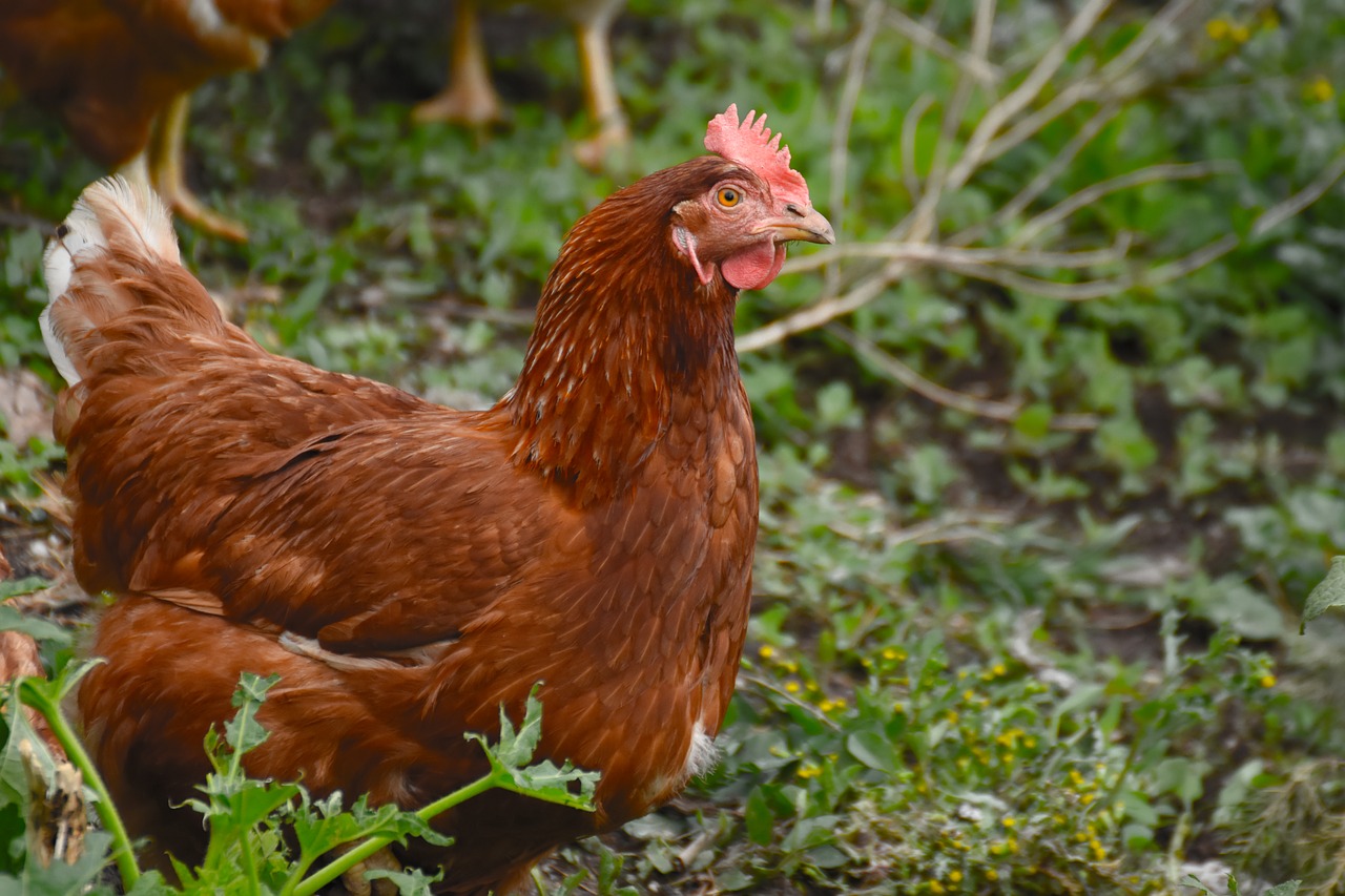 Image - chicken animal white poultry hen