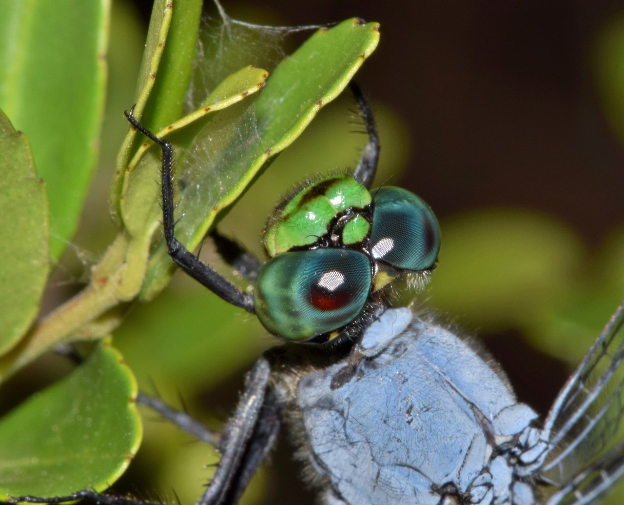Image - dragonfly pondhawk eastern pondhawk