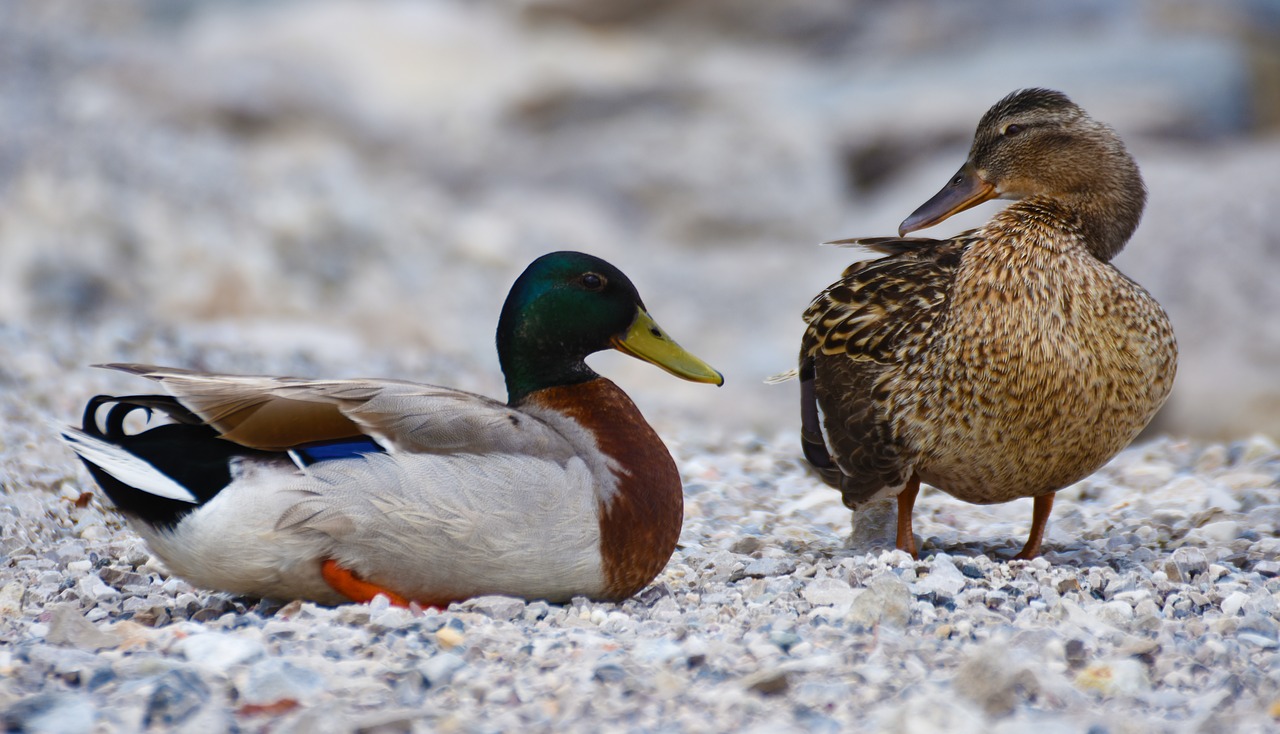 Image - ducks mallard water bird duck bird