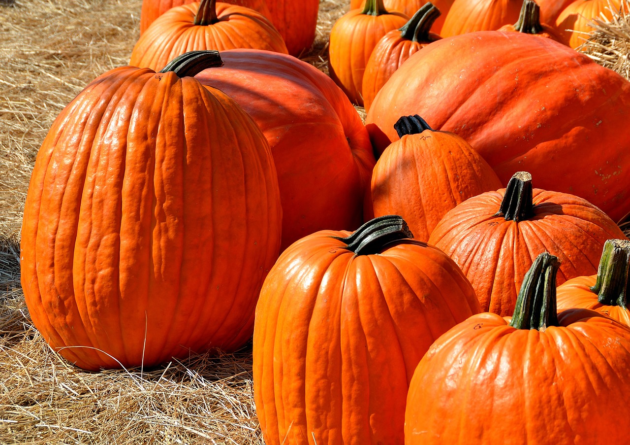 Image - pumpkins halloween autumn