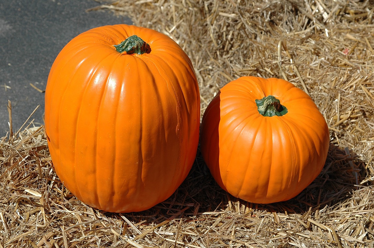 Image - pumpkin pumpkin farm halloween
