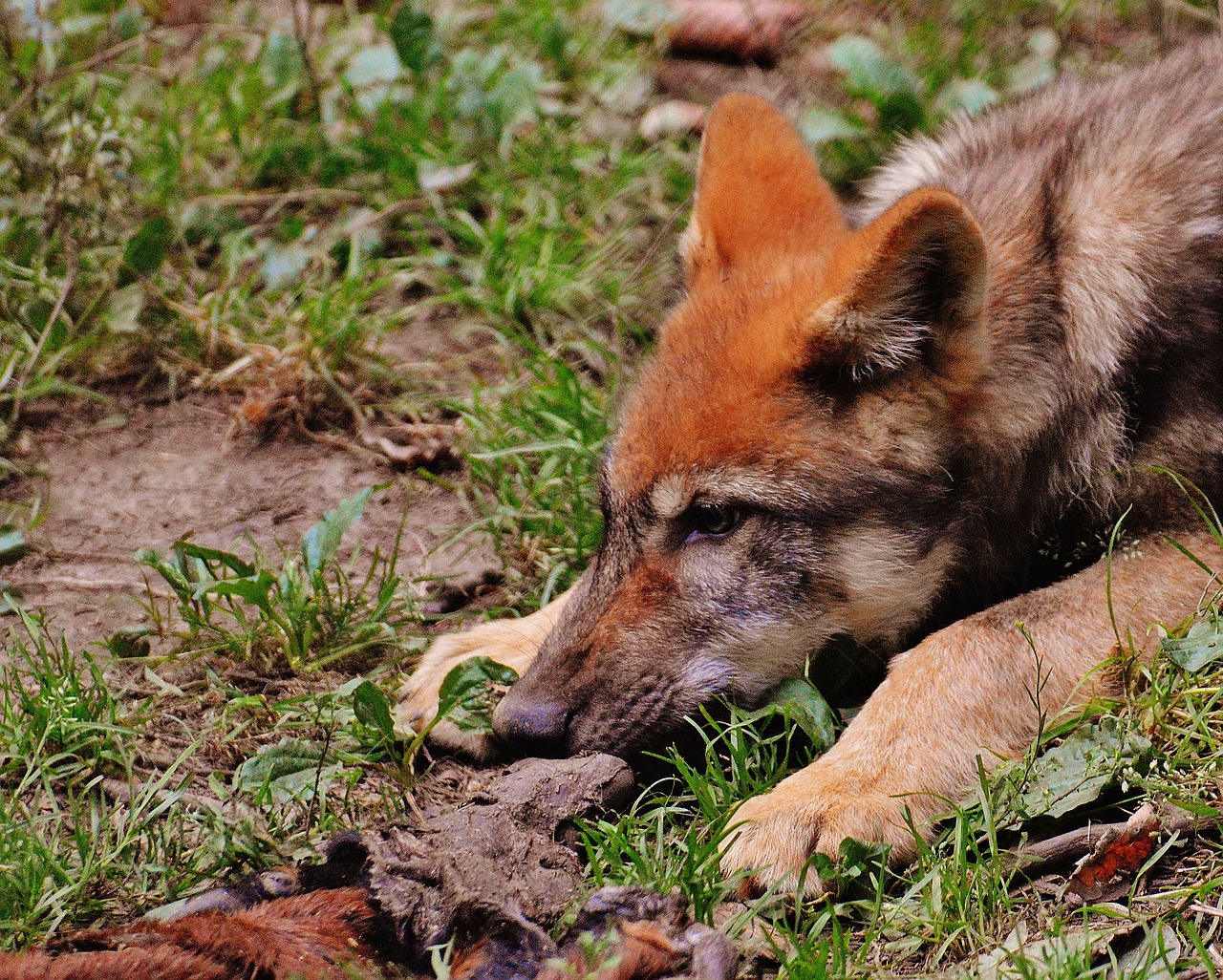 Image - wolf young animal predator nature