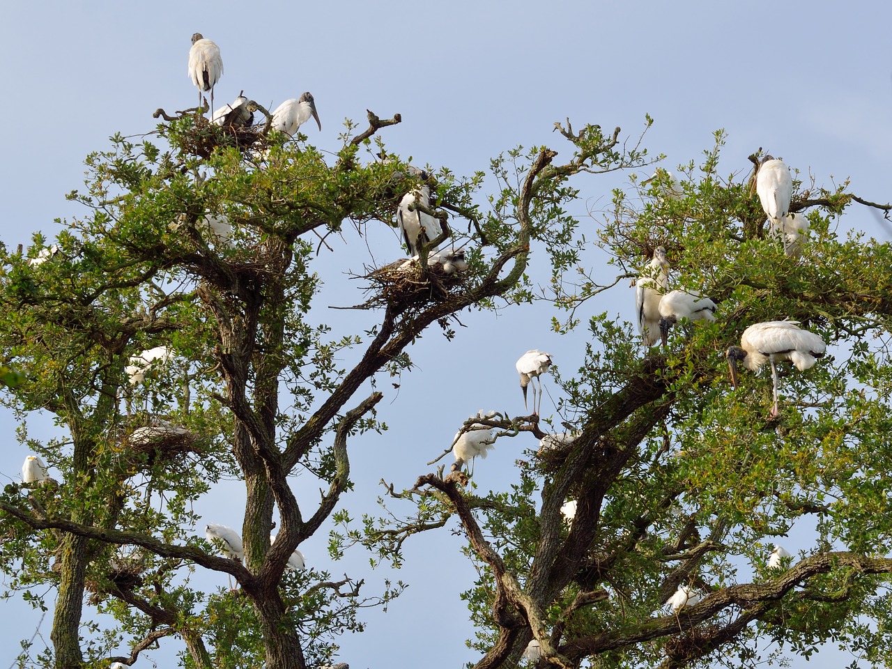 Image - wood storks wildlife nesting nature