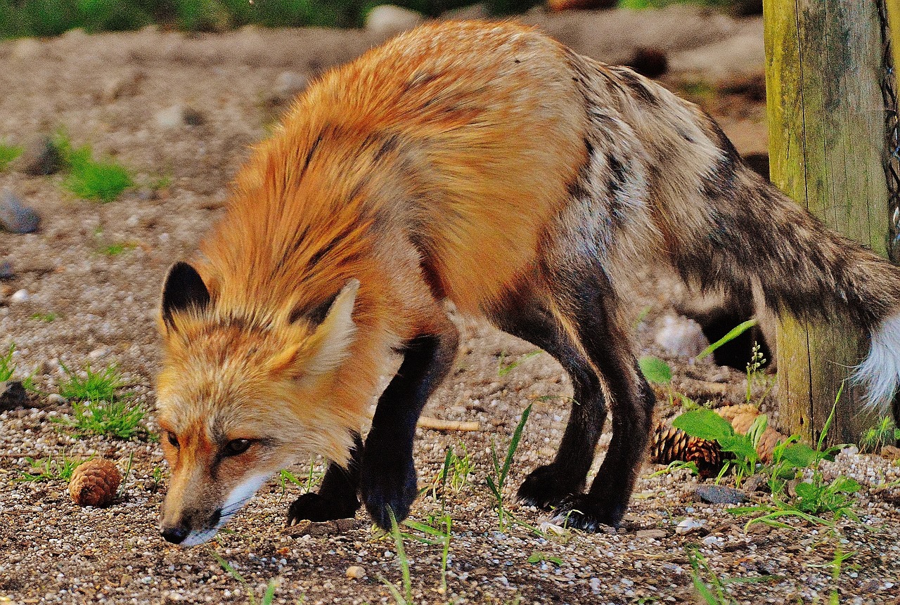 Image - fuchs wild animal predator