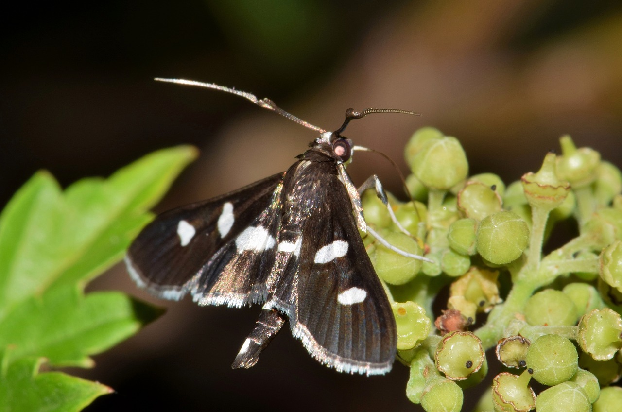 Image - moth grape leaf roller insect