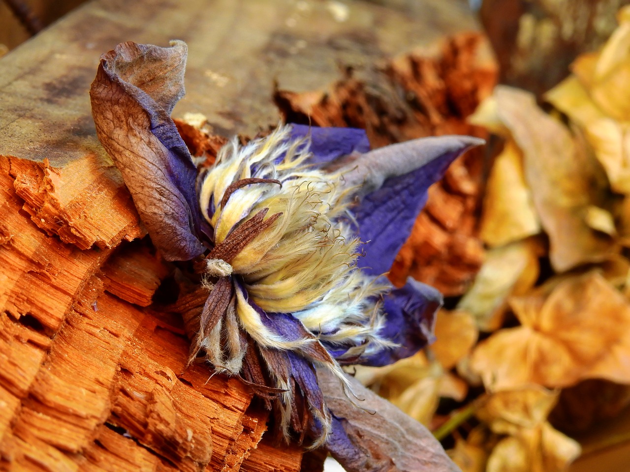 Image - leaves flower nature blossom bloom