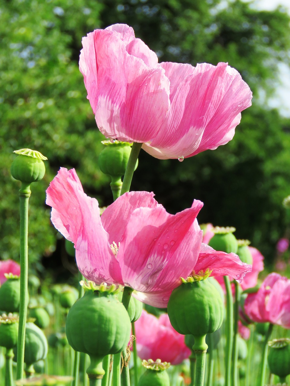 Image - poppy opium poppy mohngewaechs pink